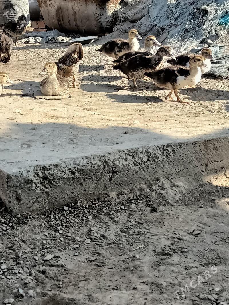 muskus jujeler - Чарджоу - img 2