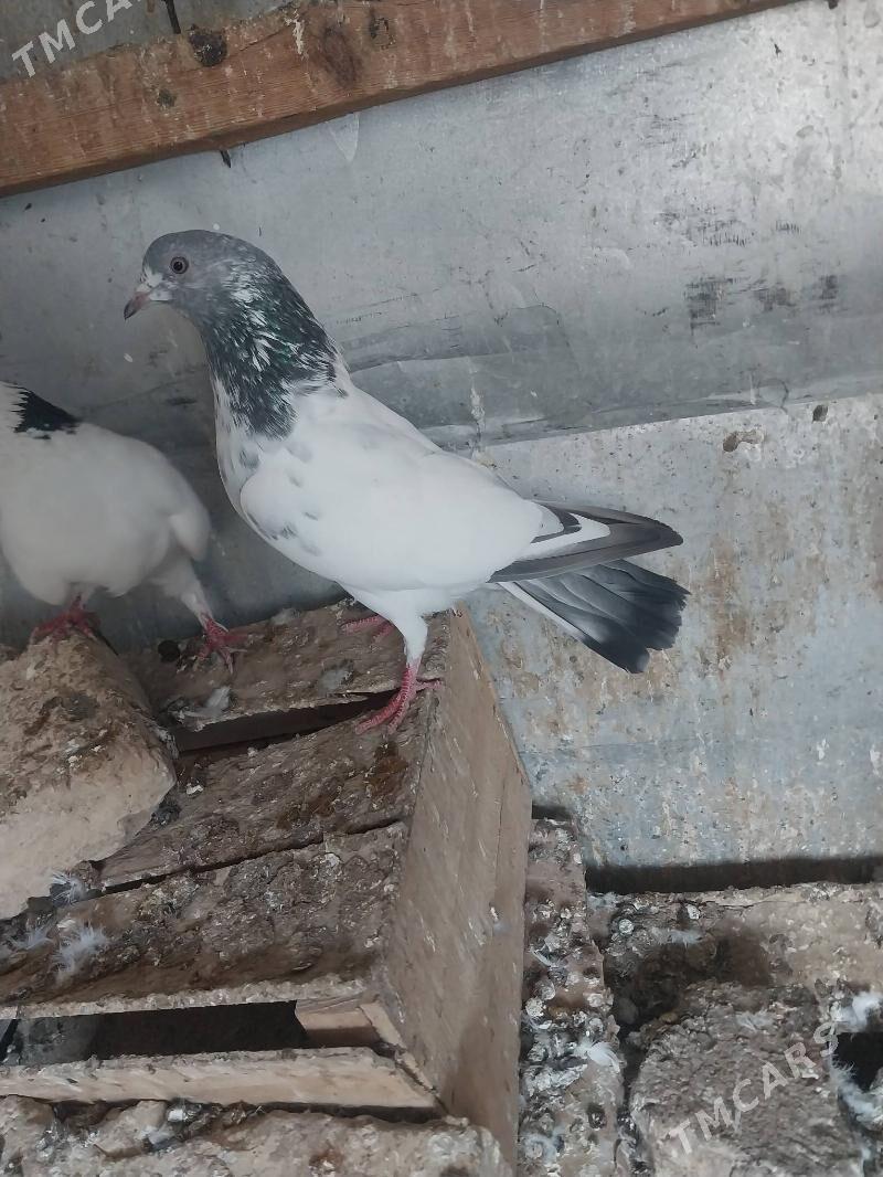 KEPDERI. - Murgap - img 2