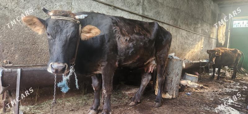 gysyr sygyr - Ашхабад - img 2