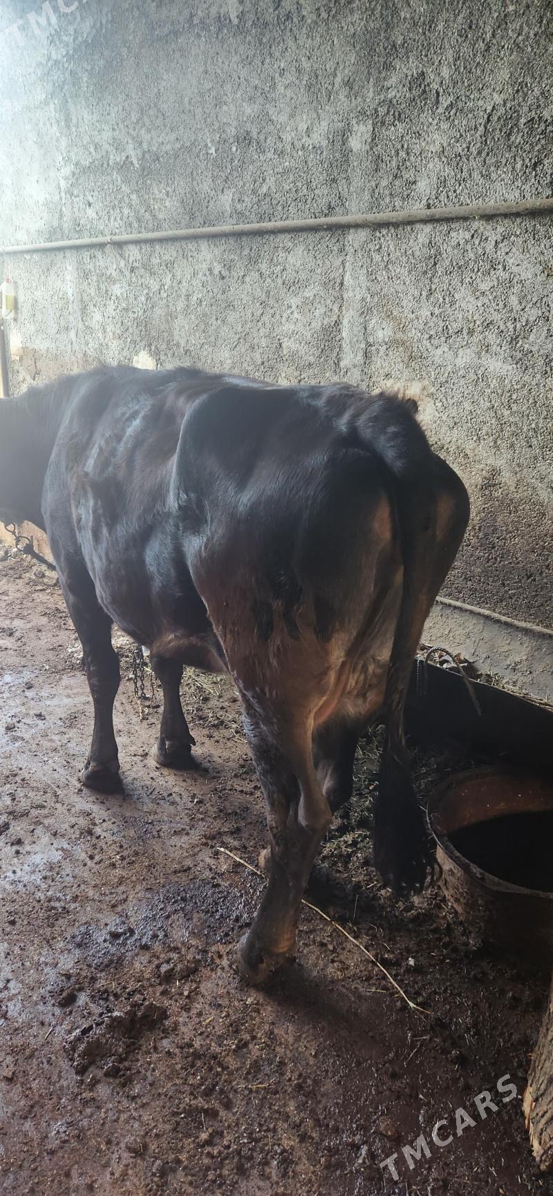 gysyr sygyr - Ашхабад - img 1