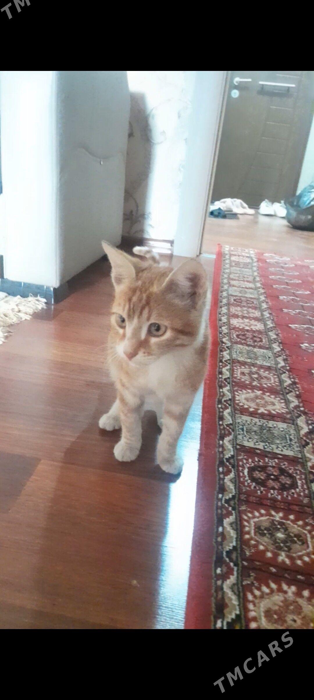 pişik oy haýwanlary - Aşgabat - img 2