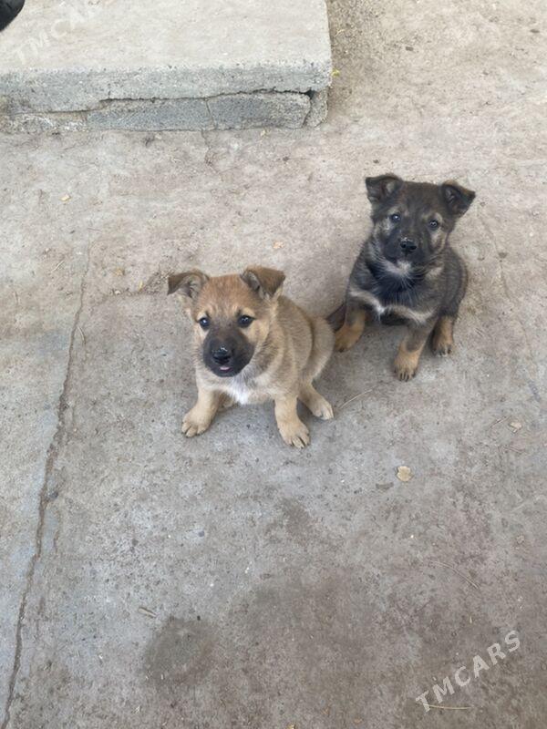 овчарки щенки - Туркменабат - img 2