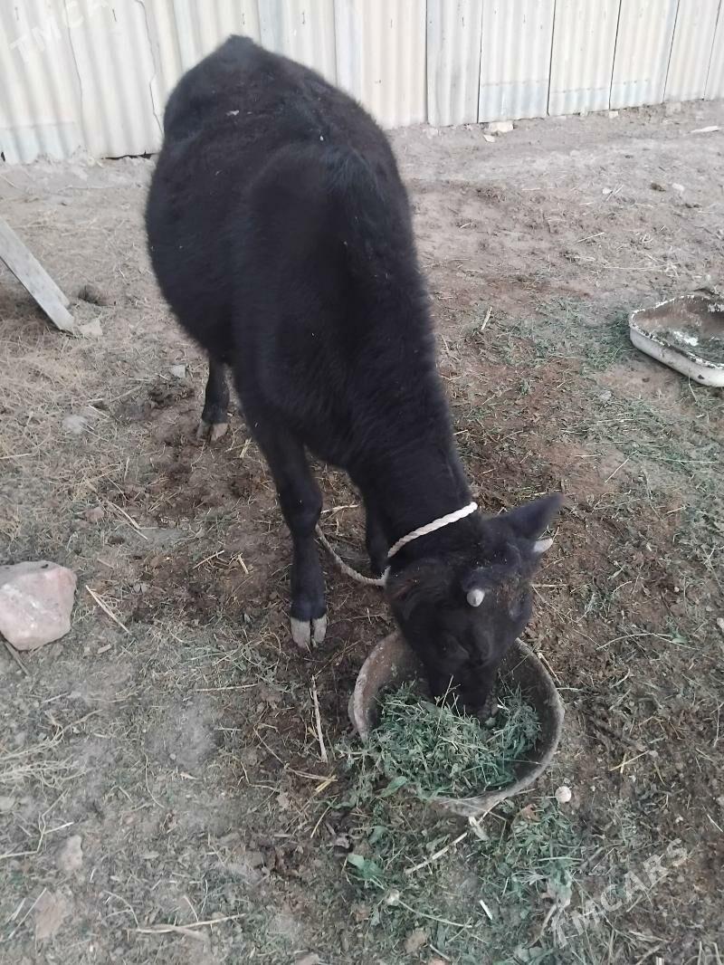 tuwe - Tejen - img 2