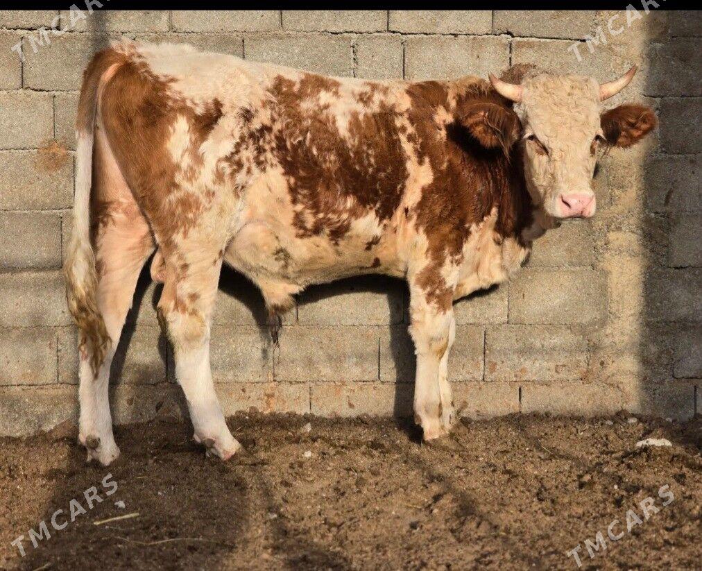 simintal okuz - Бузмеин - img 1