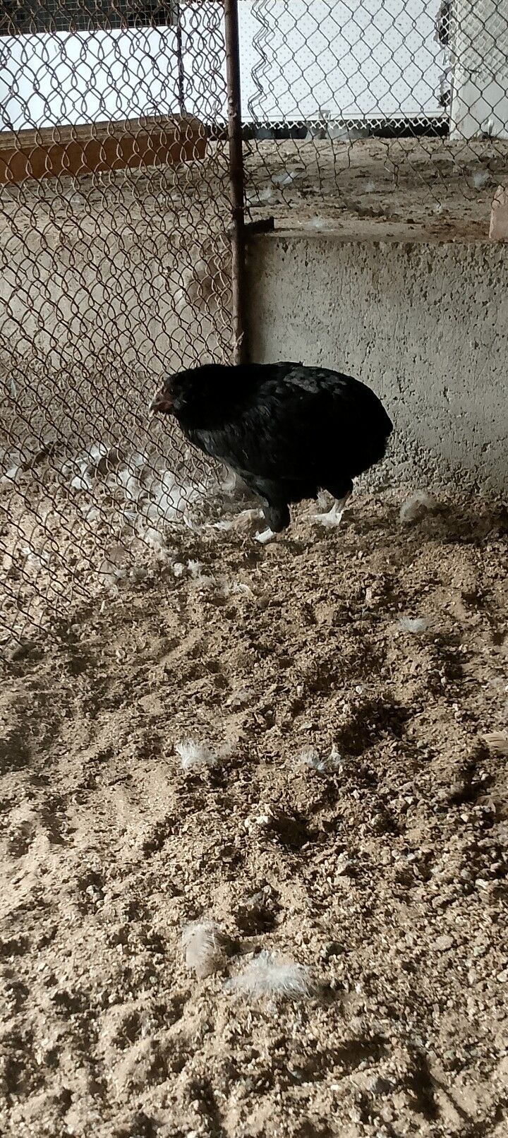 arakuwana maki - Багир - img 2