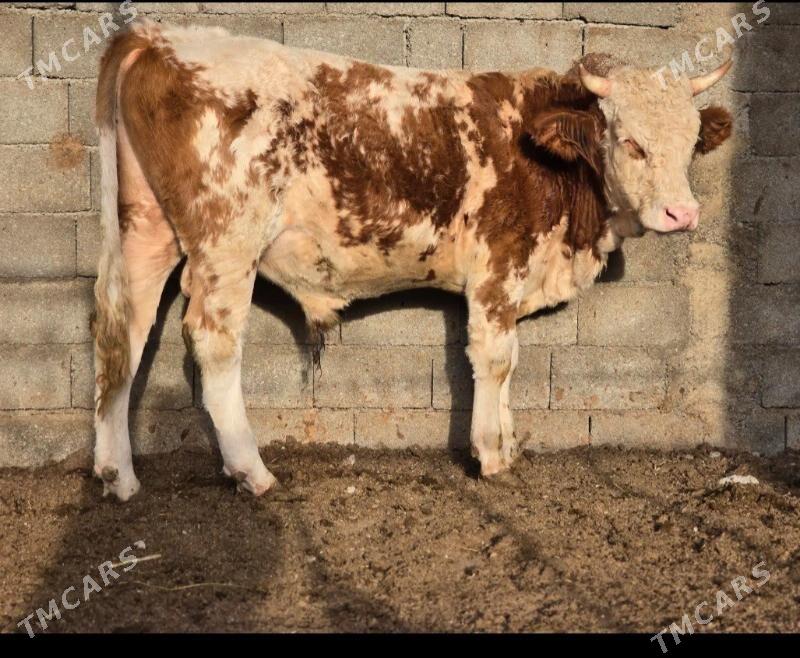 simintal okuz - Бузмеин - img 3