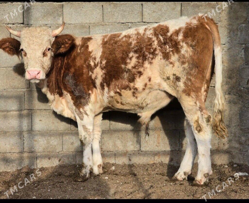 simintal okuz - Бузмеин - img 2