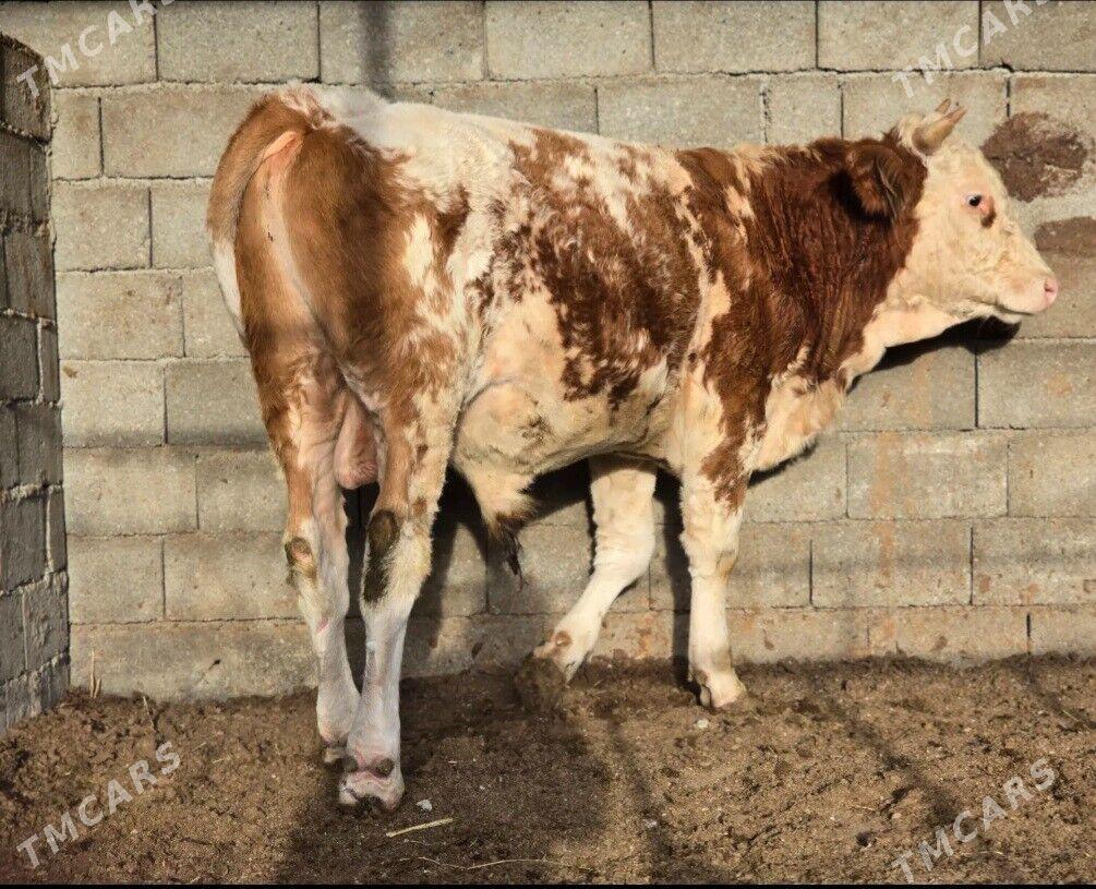 simintal okuz - Бузмеин - img 4