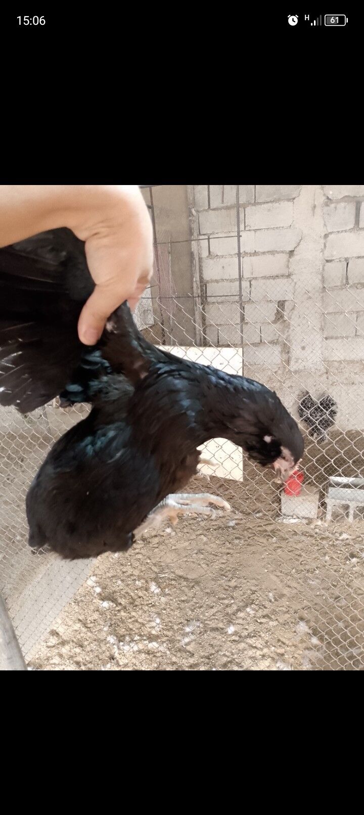 arakuwana maki - Багир - img 3