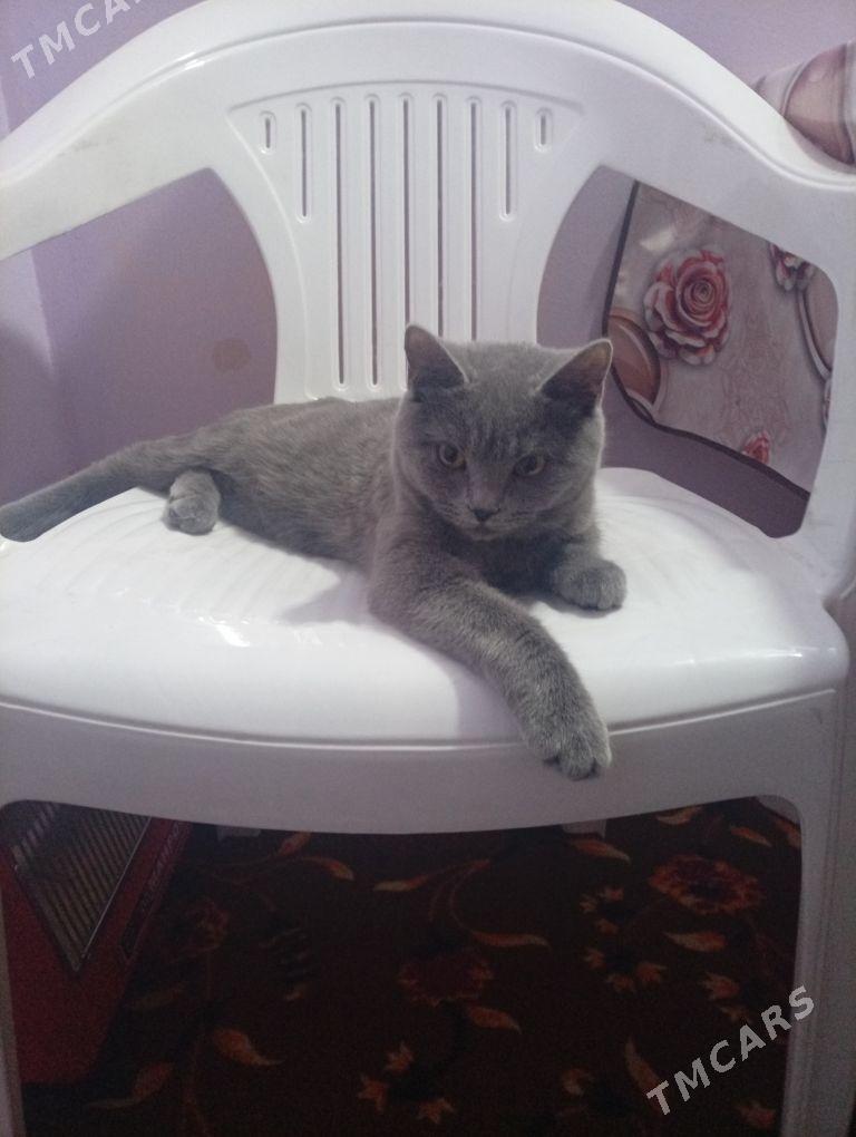 pisik - Türkmenabat - img 2