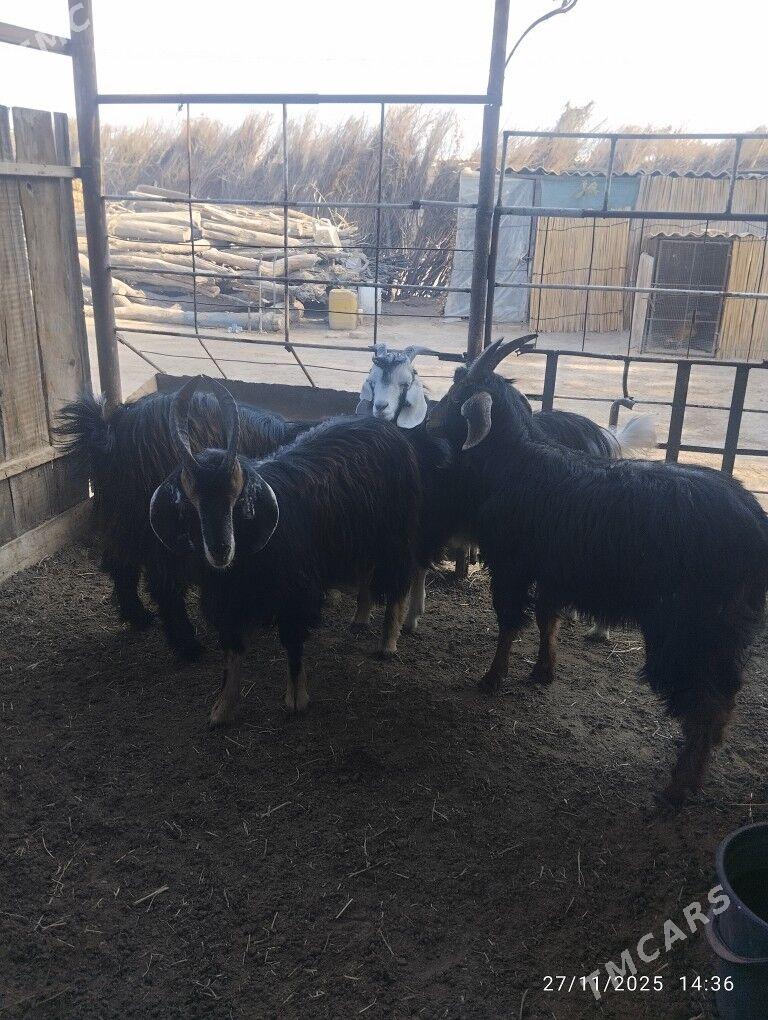 çewişler - Sakarçäge - img 2