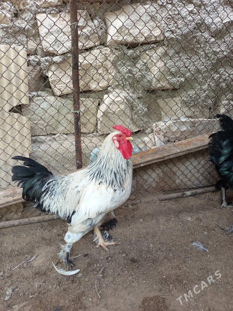 horaz - Туркменбаши - img 2