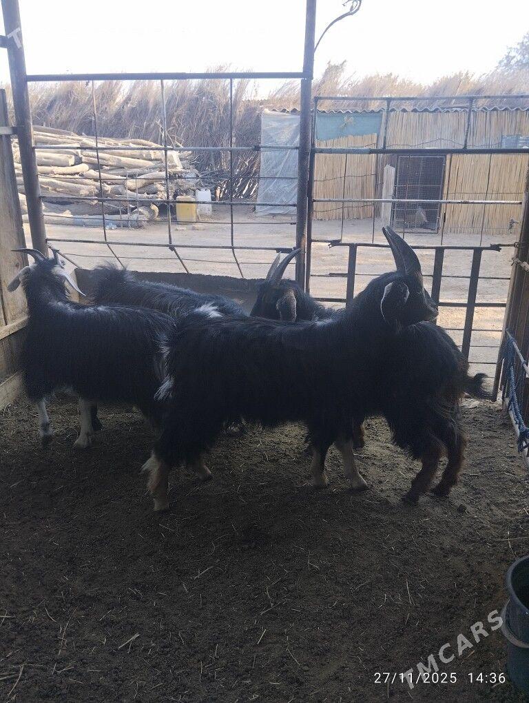 çewişler - Sakarçäge - img 3