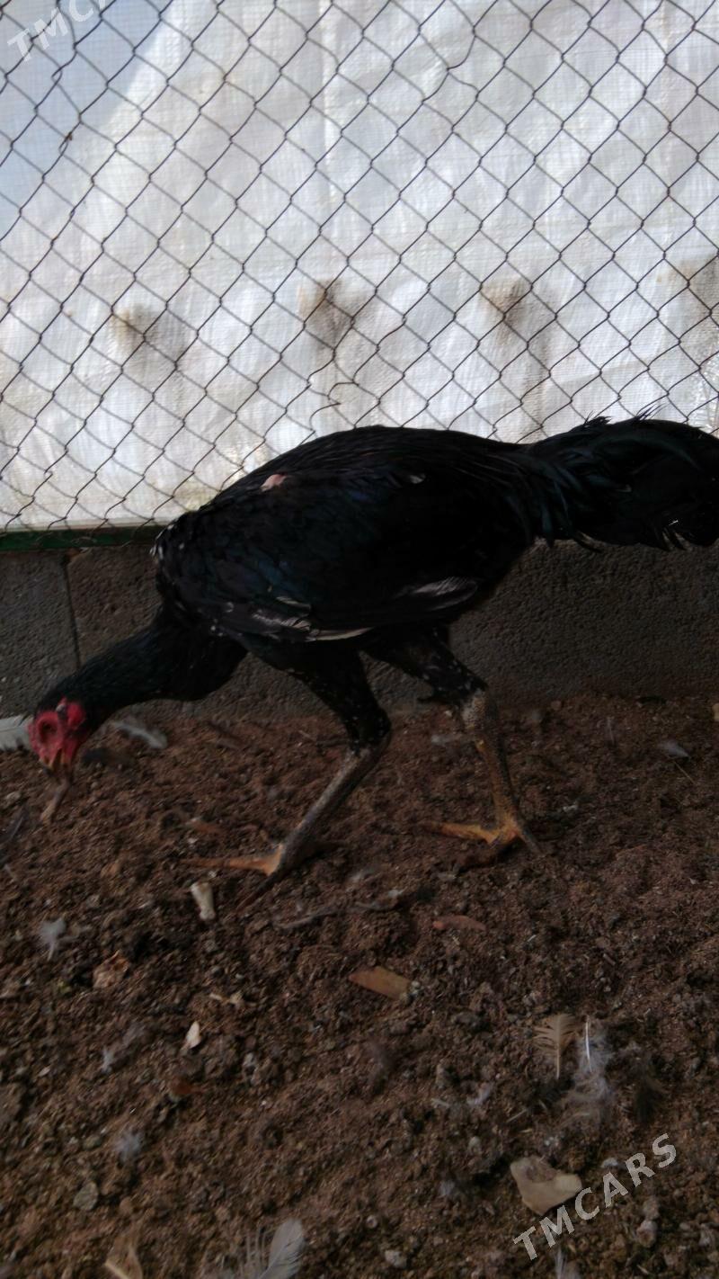 taşkent - Тязе заман - img 4