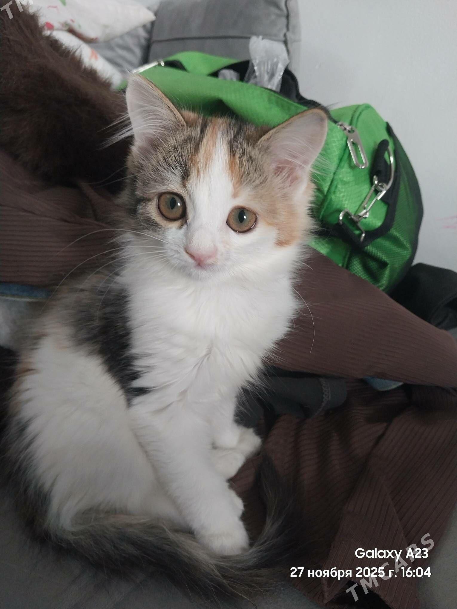 pishik - Aşgabat - img 3