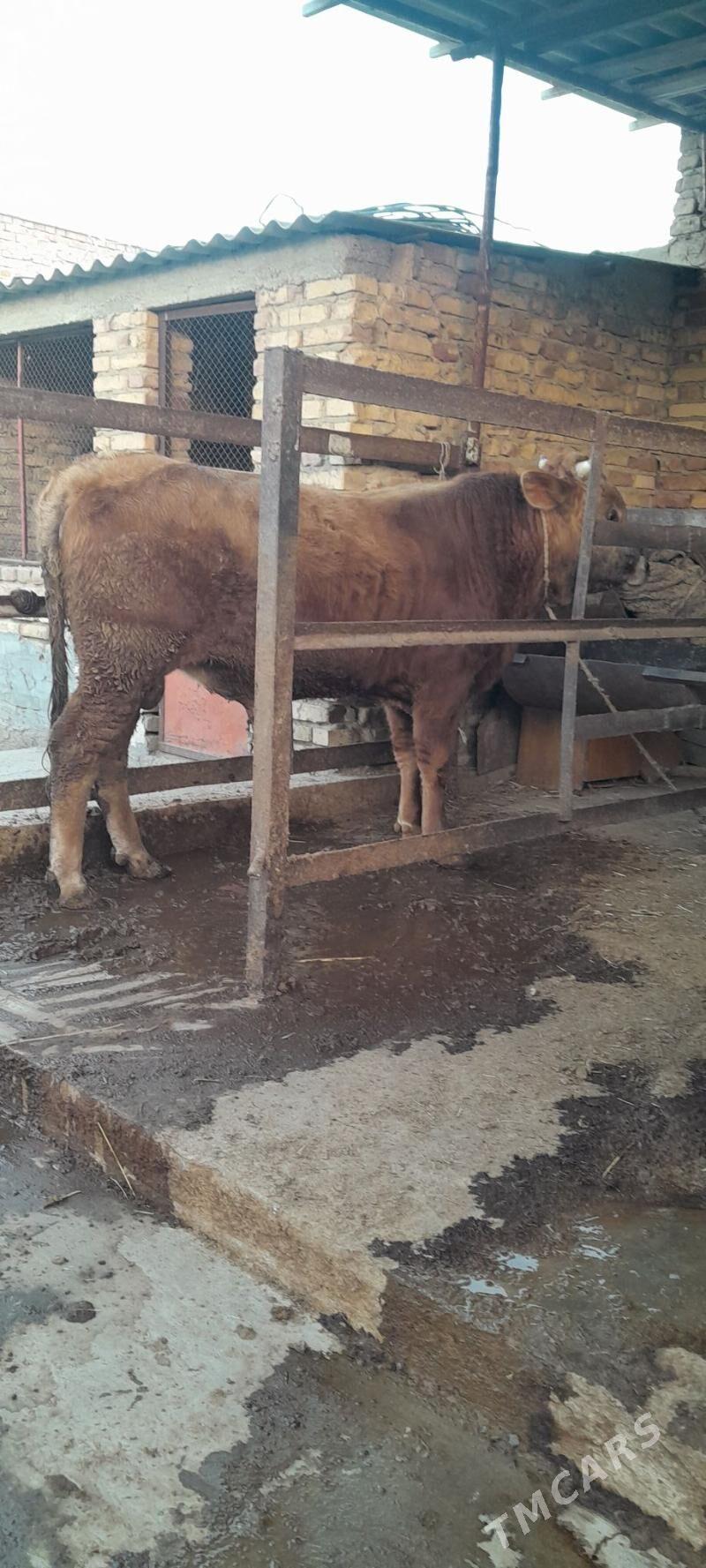 ÖKIZ - Бахарден - img 3