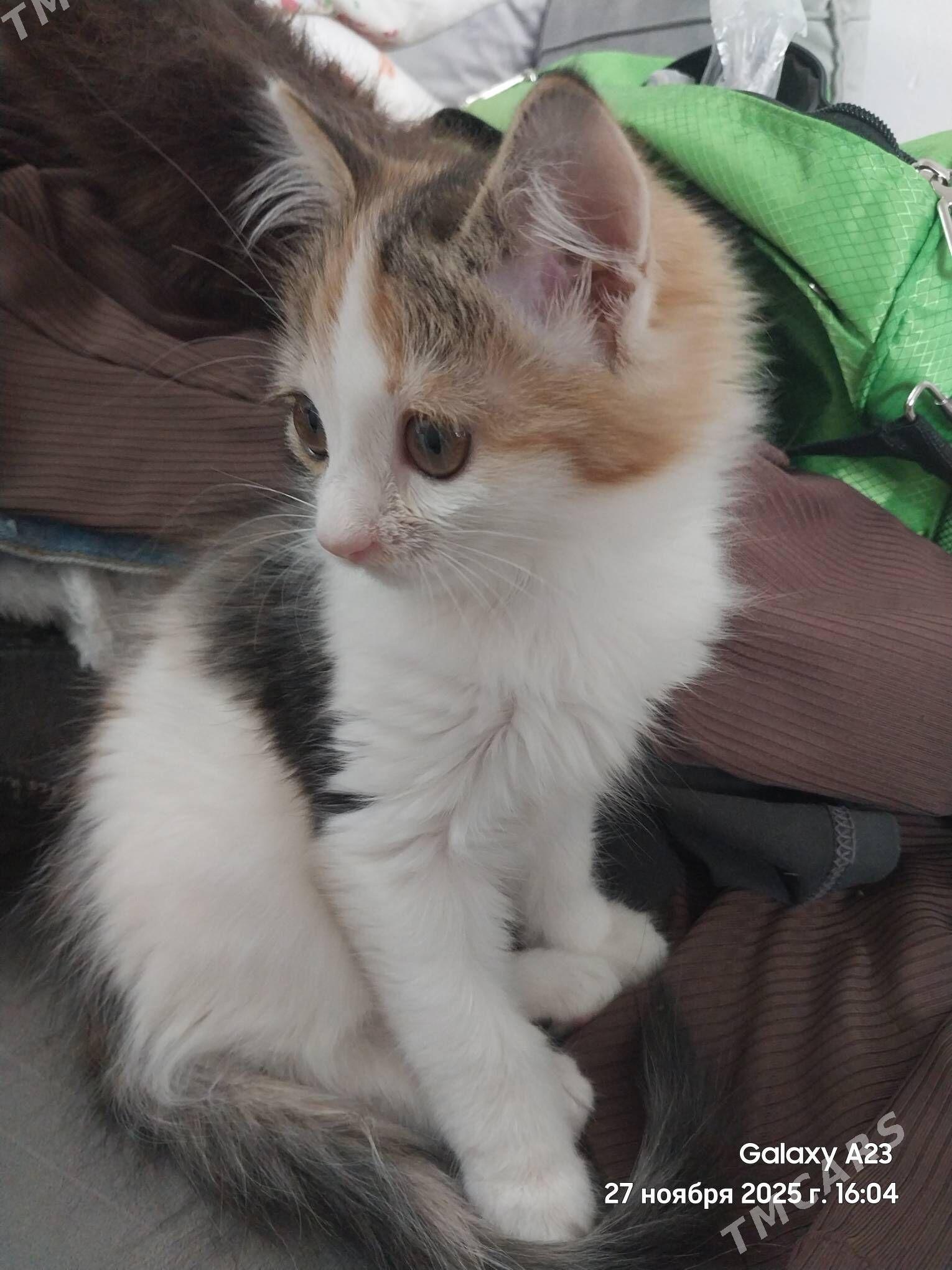 pishik - Aşgabat - img 2