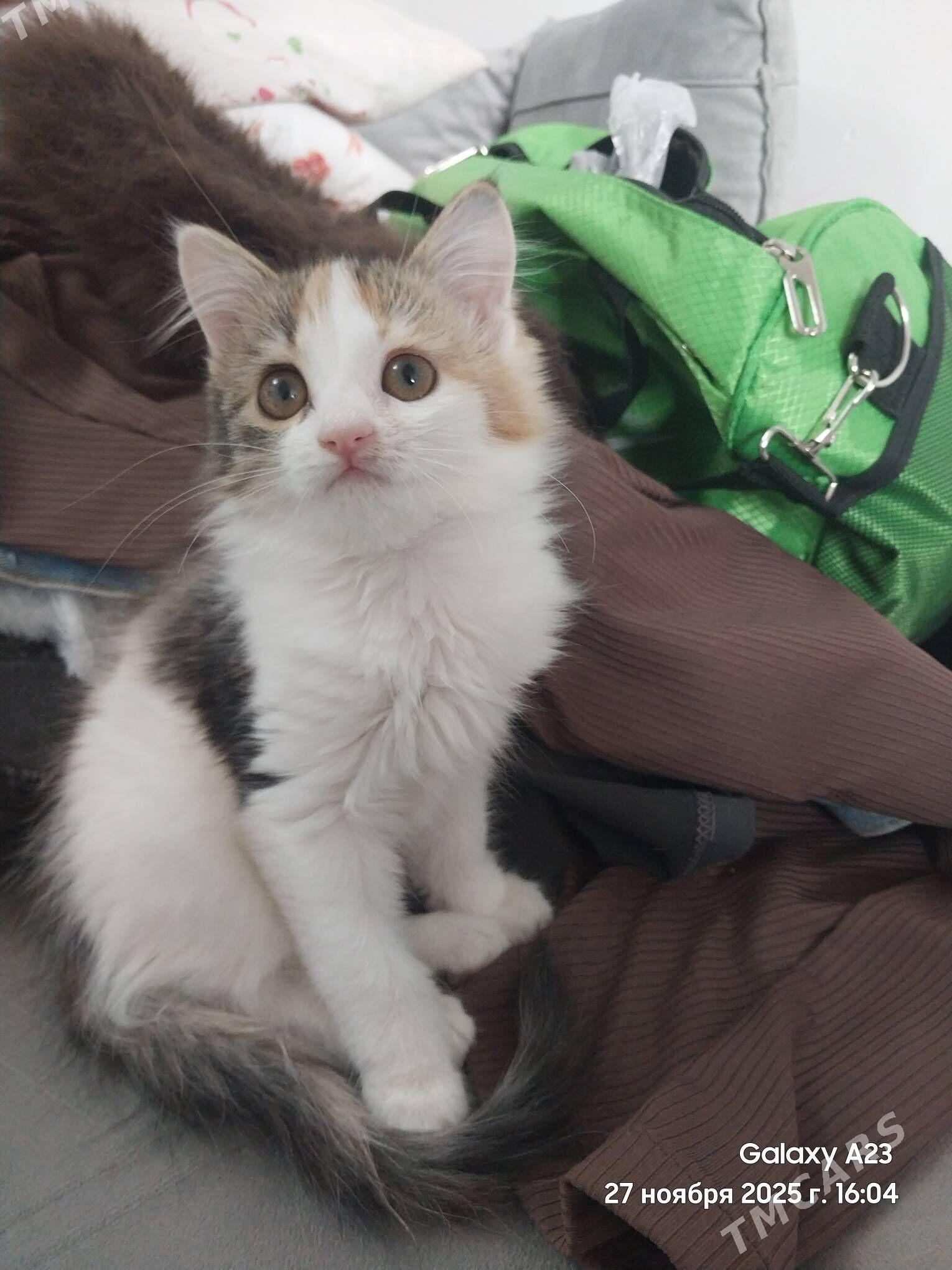 pishik - Aşgabat - img 4