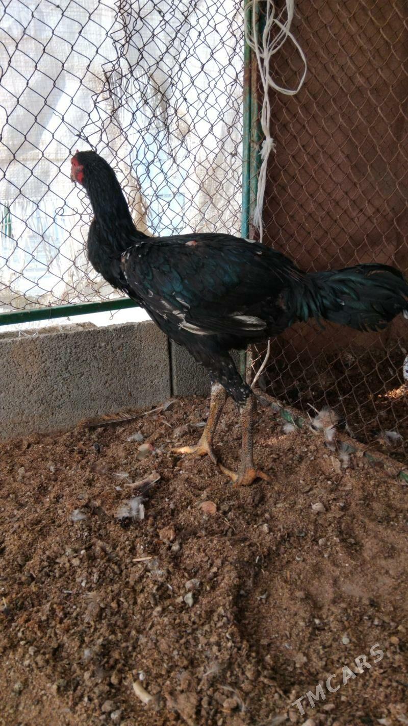 taşkent - Тязе заман - img 3