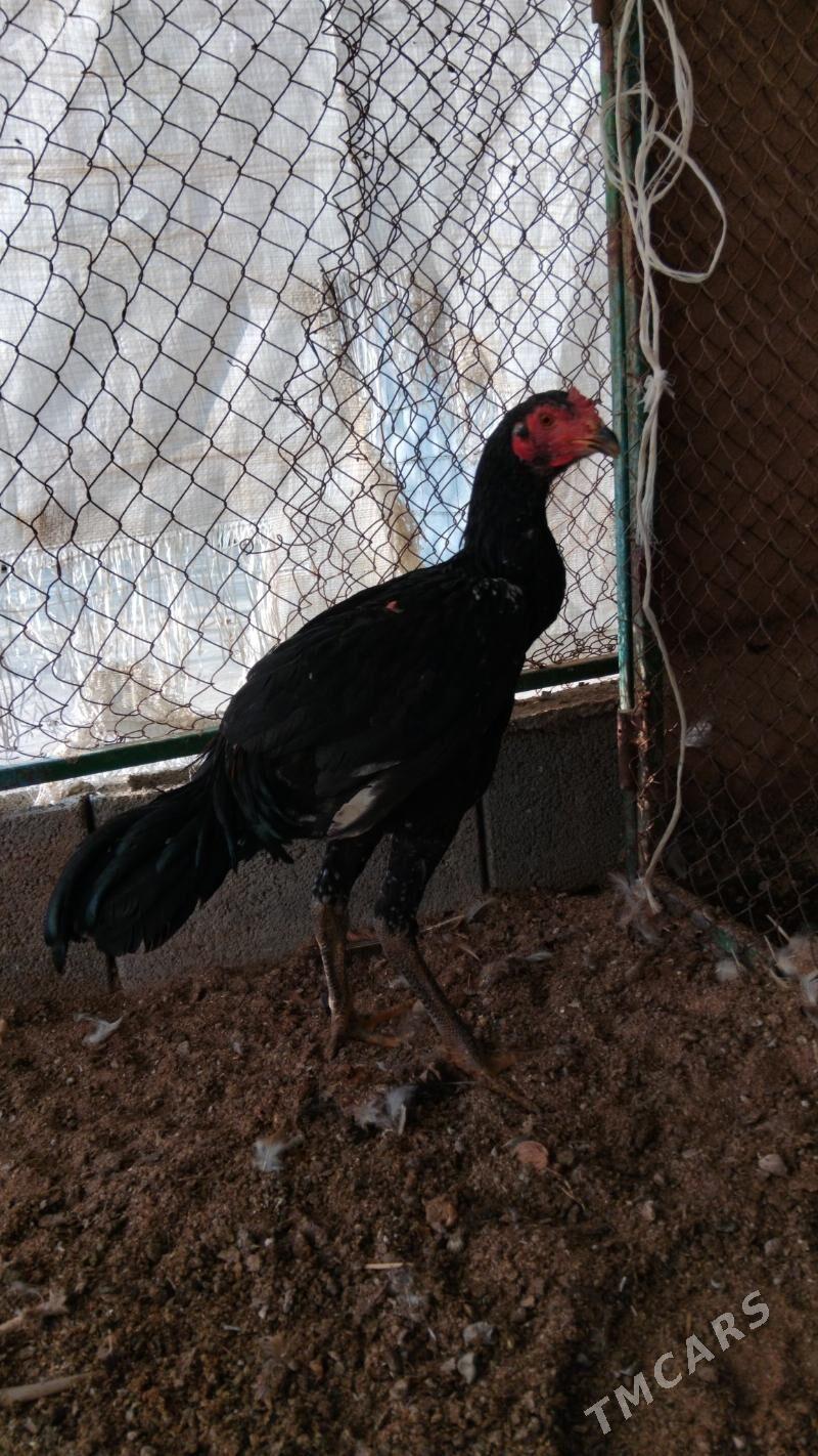 taşkent - Тязе заман - img 2