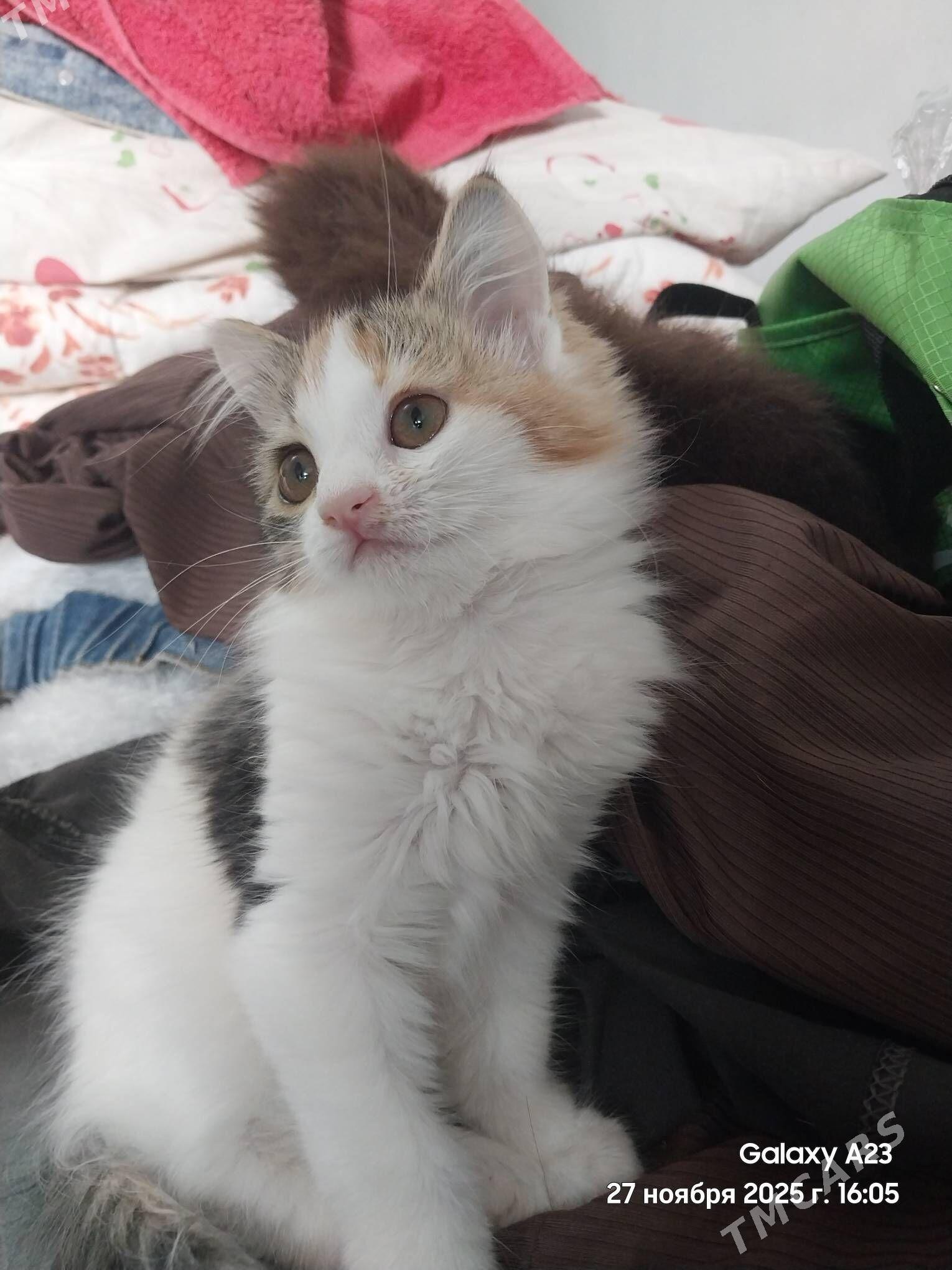 pishik - Aşgabat - img 1