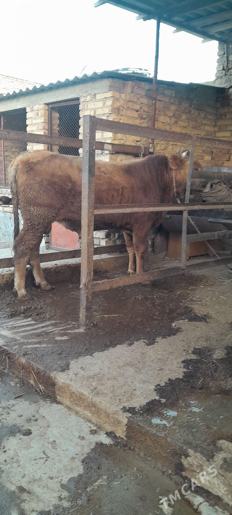 ÖKIZ - Бахарден - img 1