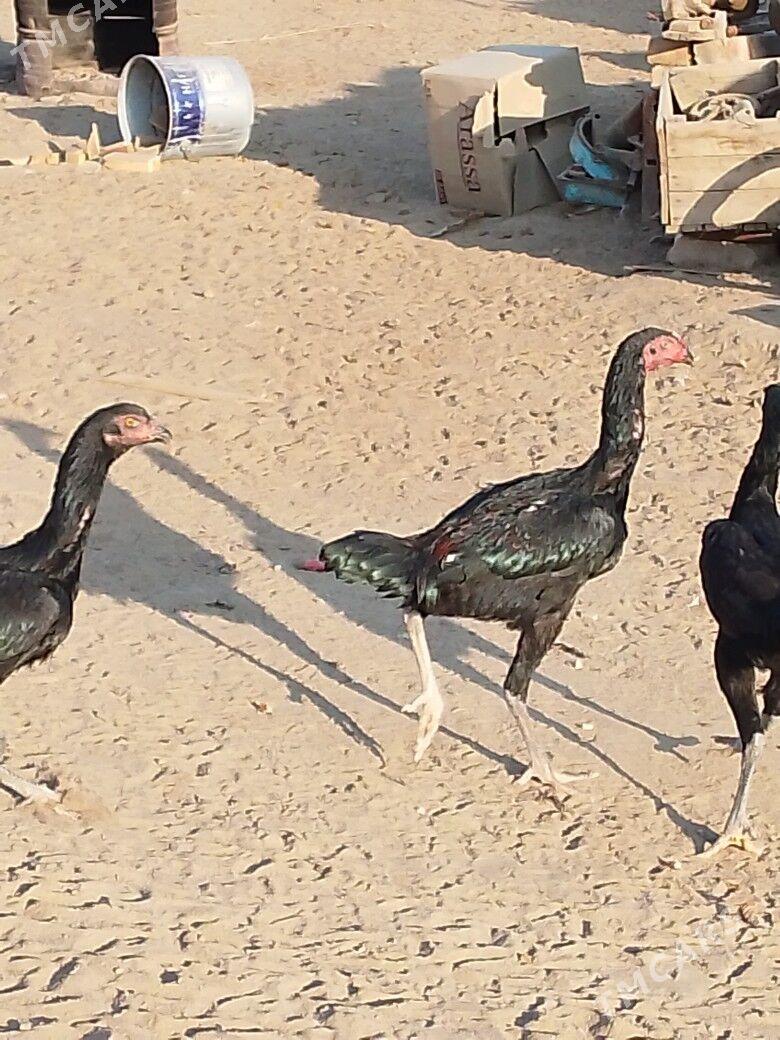 байцовы - Mary - img 4