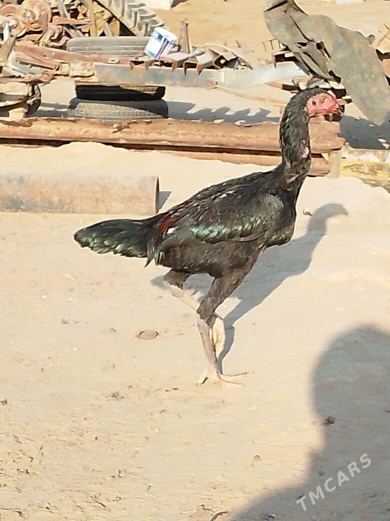 байцовы - Mary - img 2