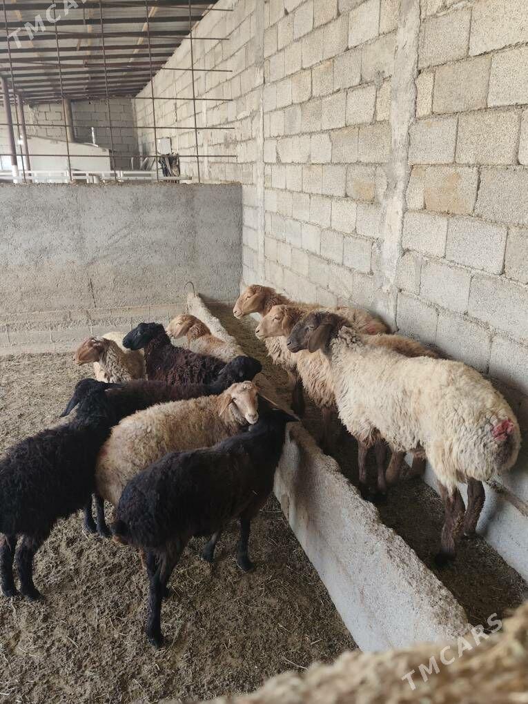 TOKLY GARAKÕLÌ BAKYLAN - Анев - img 3