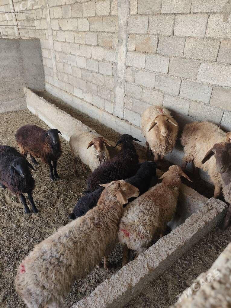 TOKLY GARAKÕLÌ BAKYLAN - Анев - img 2