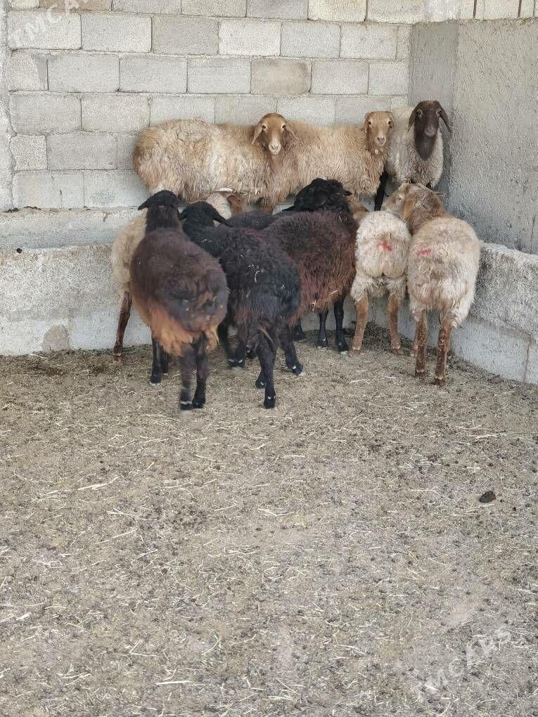 TOKLY GARAKÕLÌ BAKYLAN - Анев - img 4