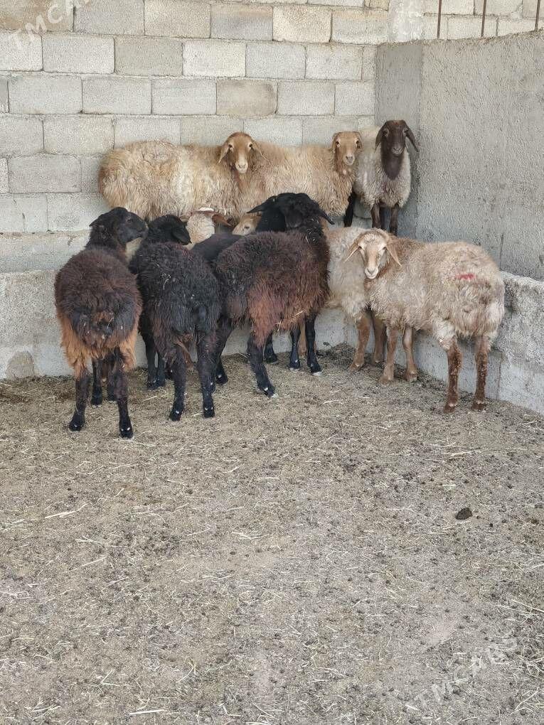 TOKLY GARAKÕLÌ BAKYLAN - Анев - img 1