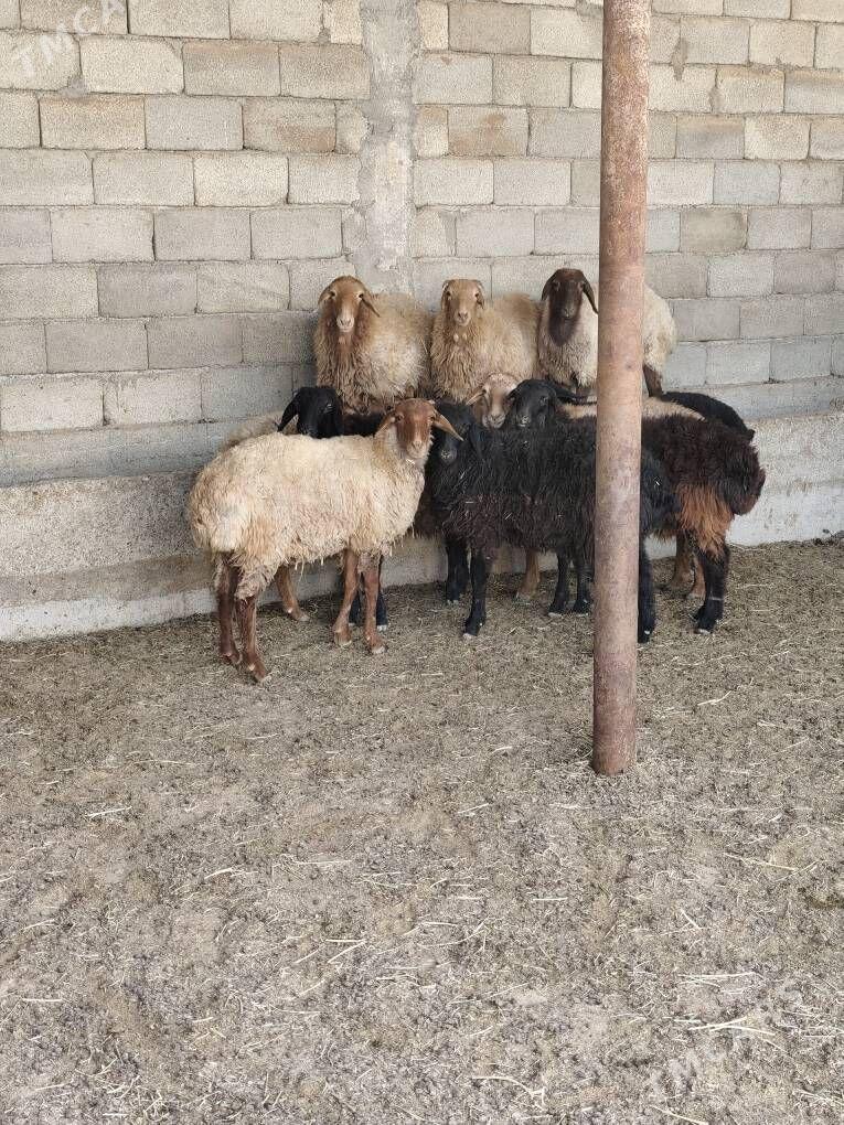 TOKLY GARAKÕLÌ BAKYLAN - Анев - img 8