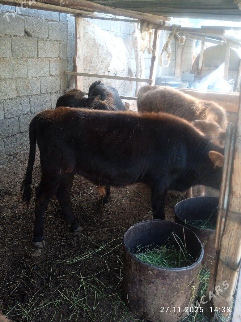 okuz - Çoganly - img 2