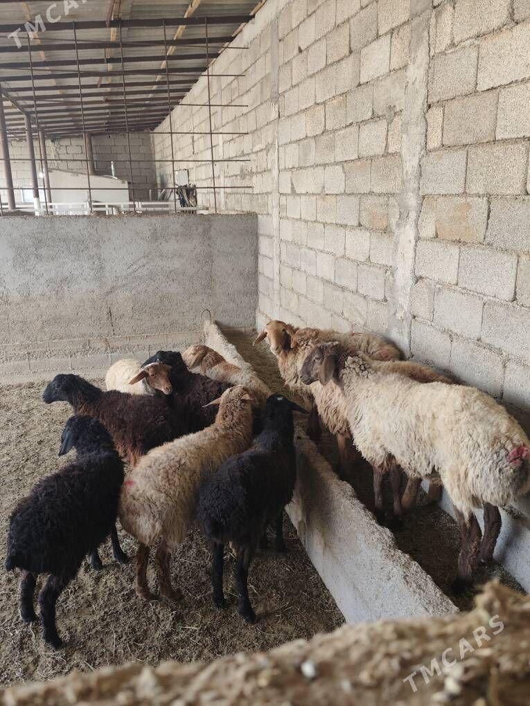 TOKLY GARAKÕLÌ BAKYLAN - Анев - img 6