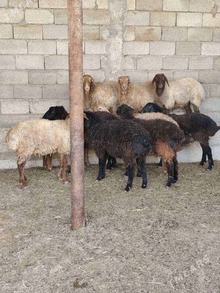 TOKLY GARAKÕLÌ BAKYLAN - Анев - img 7