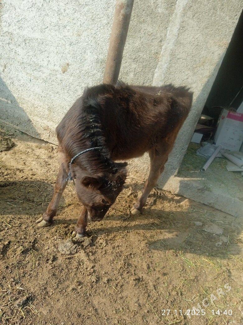 okuz - Çoganly - img 3