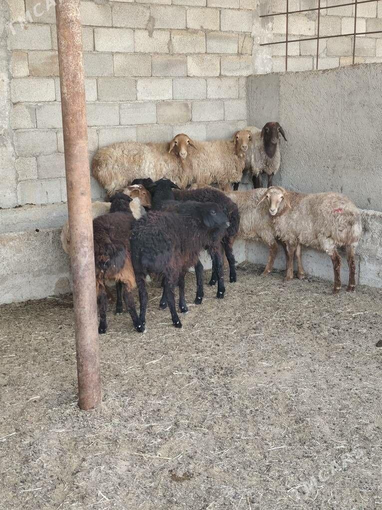 TOKLY GARAKÕLÌ BAKYLAN - Анев - img 5