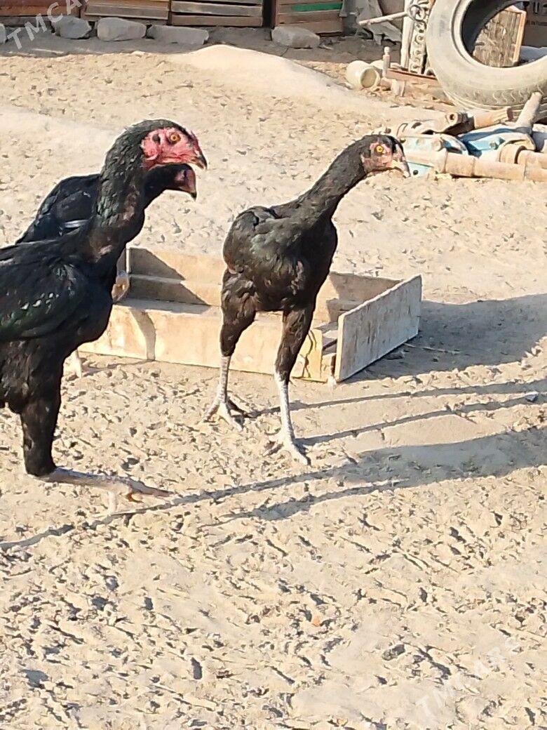 байцовы - Mary - img 3