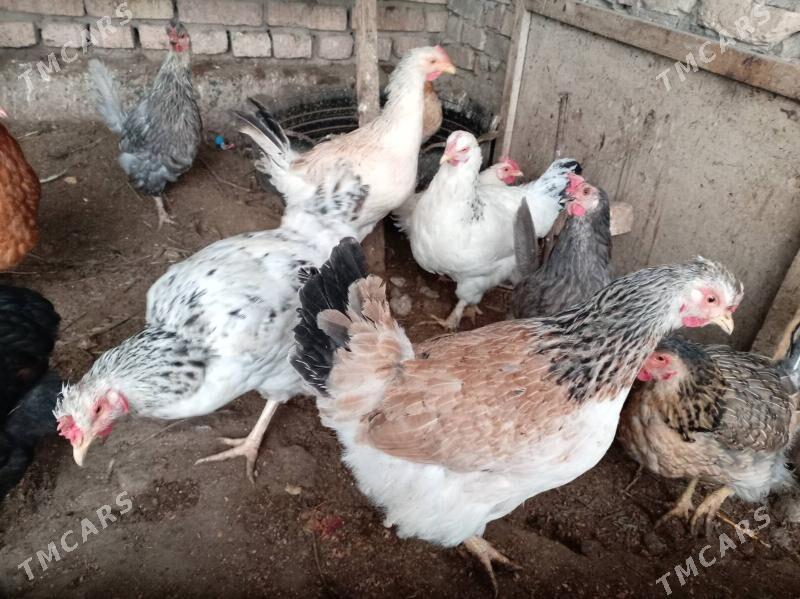 Тоуклар - Türkmenabat - img 2