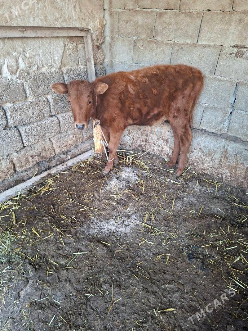 okuz tuwe - Garadamak Şor - img 7