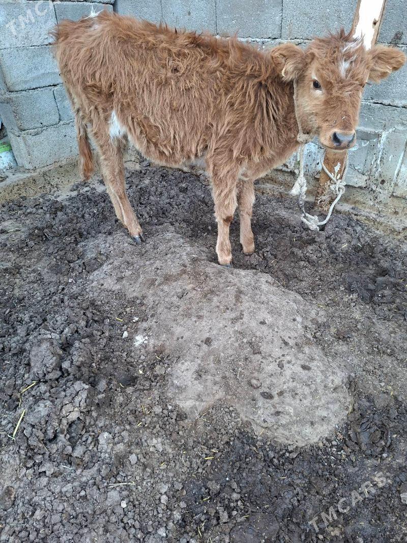 okuz tuwe - Garadamak Şor - img 2