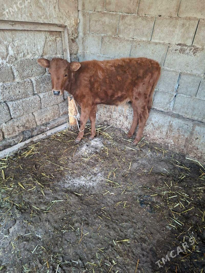 okuz tuwe - Garadamak Şor - img 3