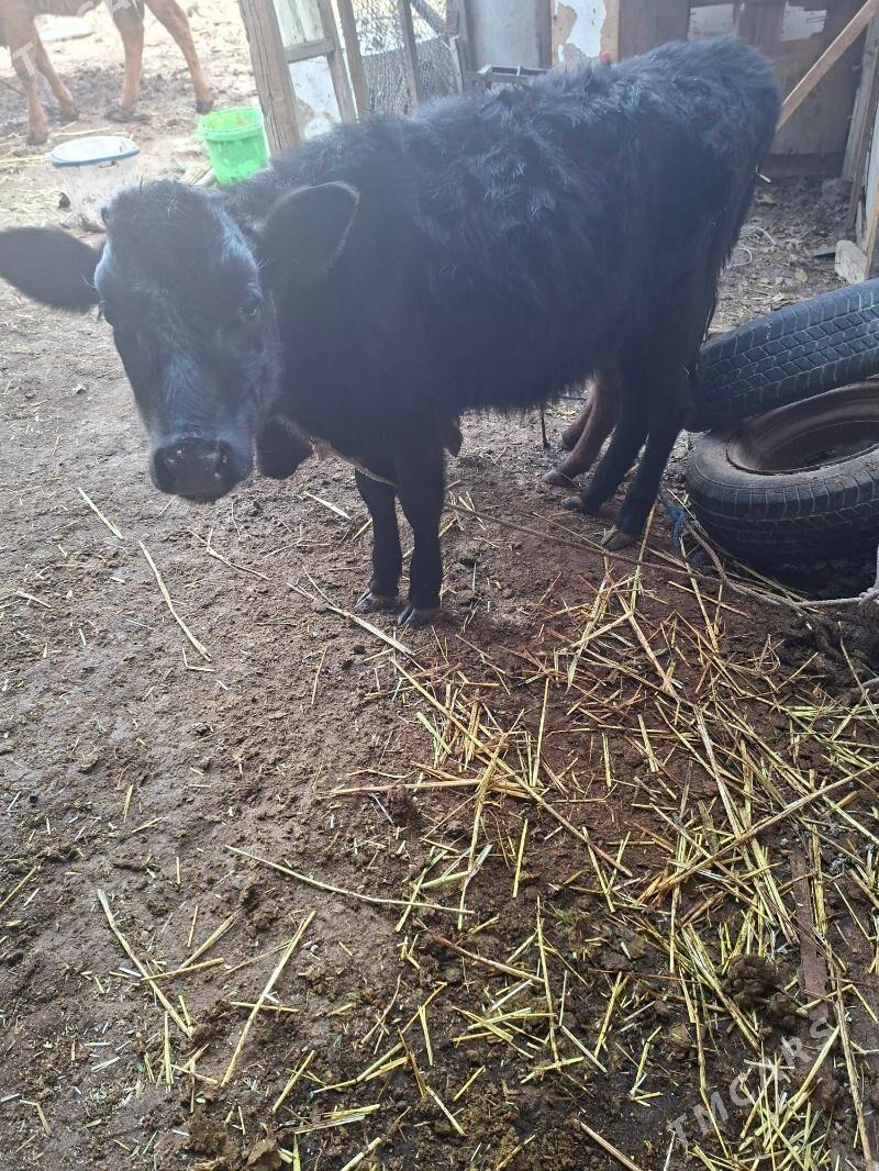 okuz tuwe - Garadamak Şor - img 6