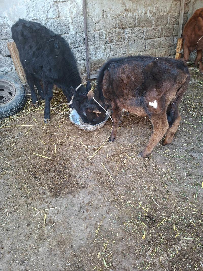 okuz tuwe - Garadamak Şor - img 4