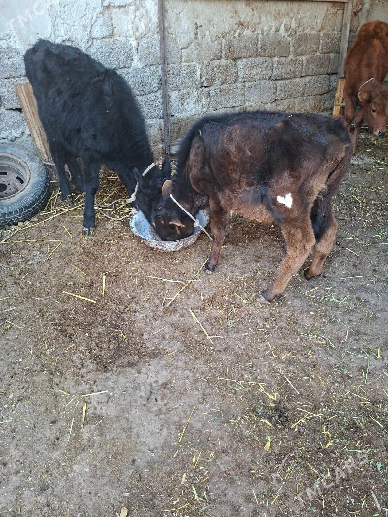 okuz tuwe - Garadamak Şor - img 5