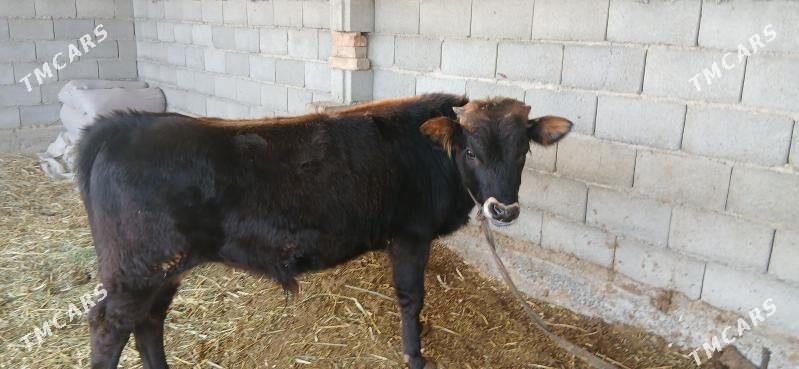 okuz - Ýaşlyk - img 5