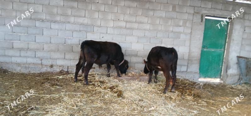 okuz - Ýaşlyk - img 4