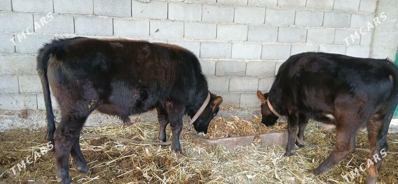 okuz - Ýaşlyk - img 2