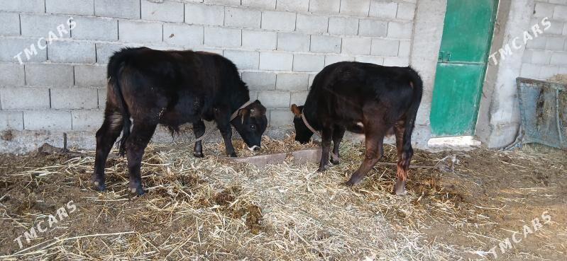 okuz - Ýaşlyk - img 3